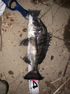 クロダイの釣果