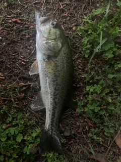 ラージマウスバスの釣果