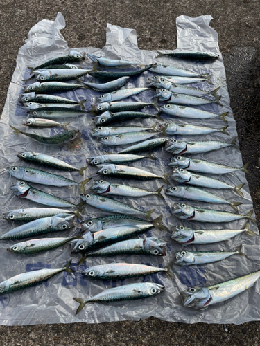 サバの釣果