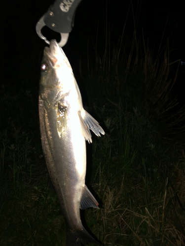 スズキの釣果