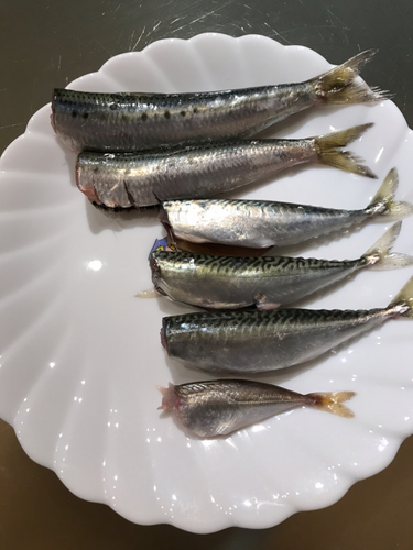 マサバの釣果