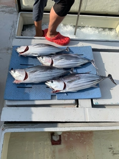 カツオの釣果