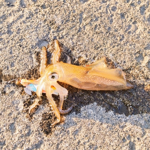 マメイカの釣果