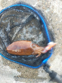 コウイカの釣果
