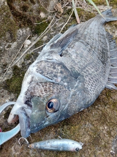 チヌの釣果