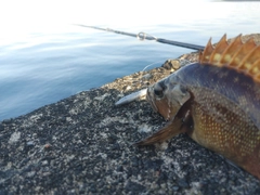 エゾメバルの釣果