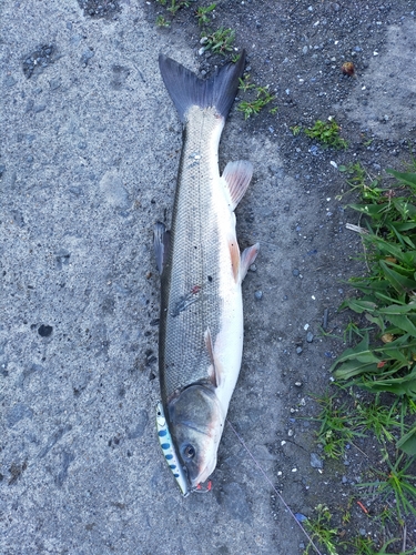 ウグイの釣果