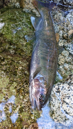 ヤマメの釣果