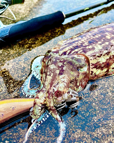 コウイカの釣果