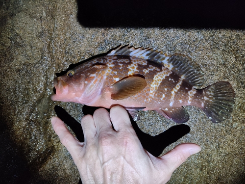 キジハタの釣果