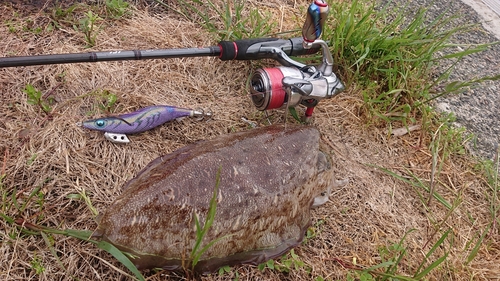 モンゴウイカの釣果