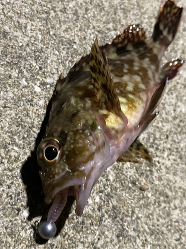 カサゴの釣果