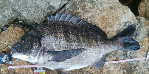 チヌの釣果