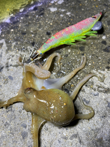 タコの釣果