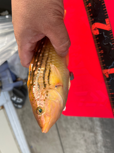 ホシササノハベラの釣果