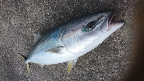 ブリの釣果