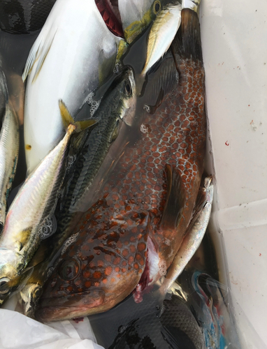 アコウの釣果