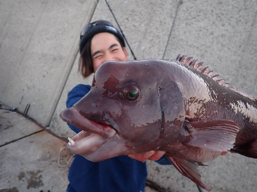 コブダイの釣果