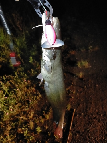 ニホンナマズの釣果