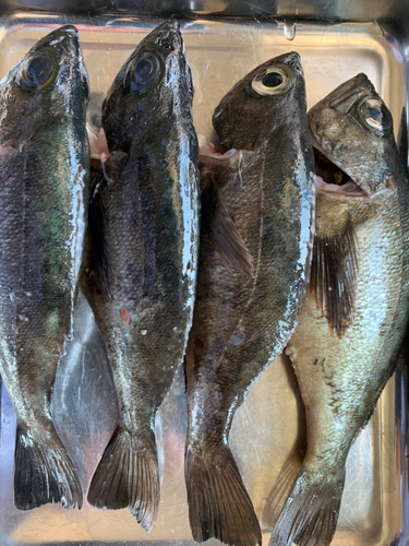 クロメバルの釣果