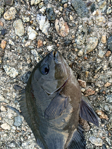 メジナの釣果