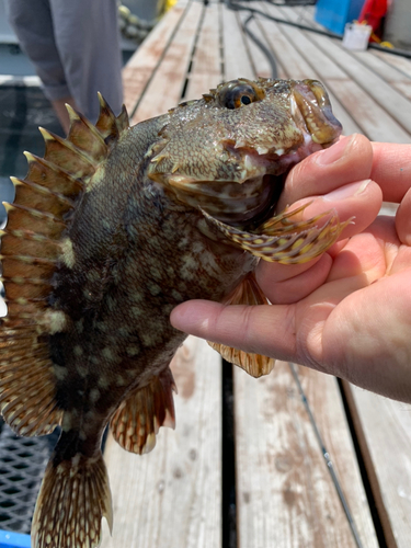 アラカブの釣果