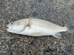 ニベの釣果