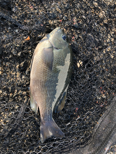 クチブトグレの釣果