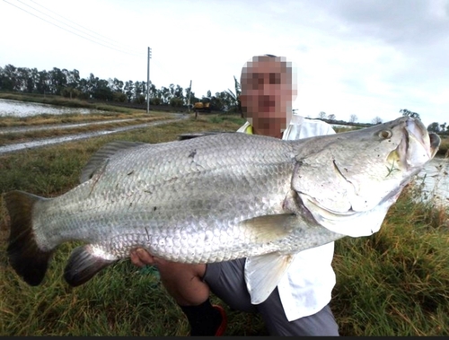 バラマンディの釣果