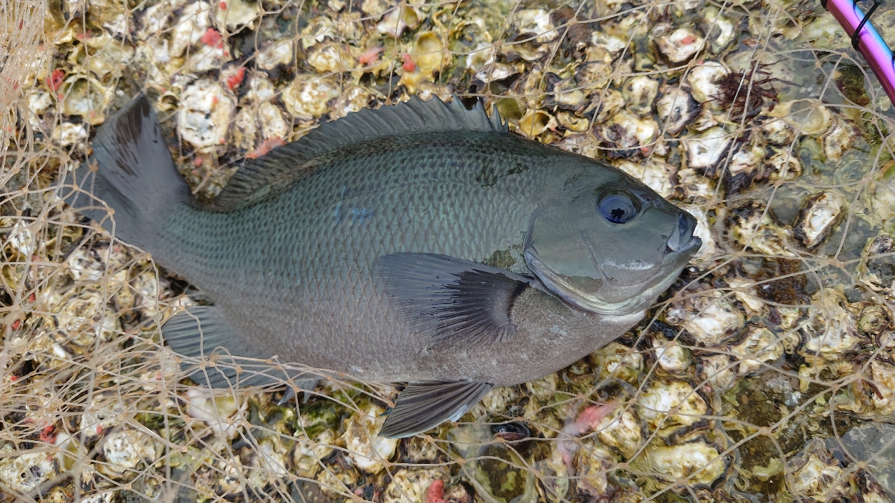 クチブトグレ