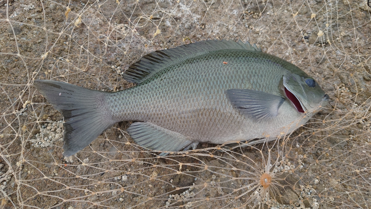 クチブトグレ