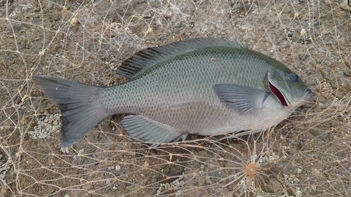 クチブトグレの釣果