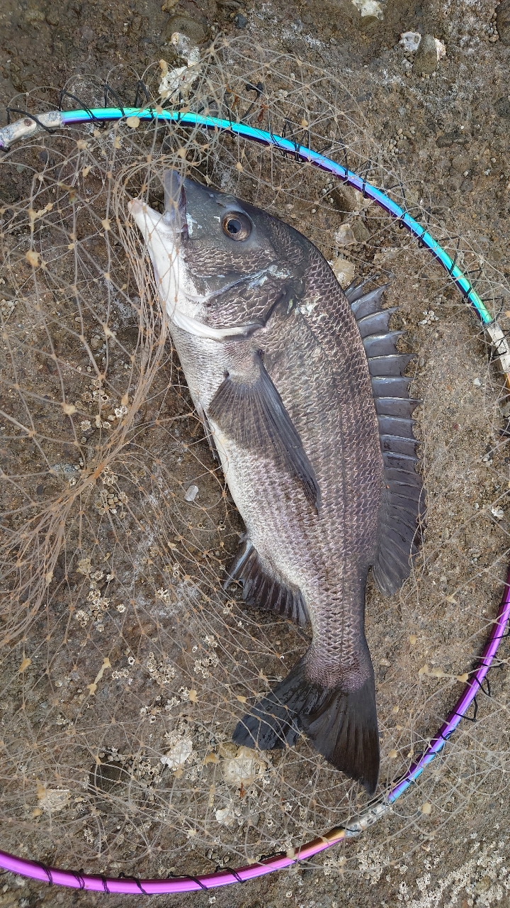 クチブトグレ