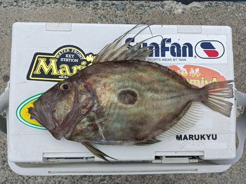 マトウダイの釣果