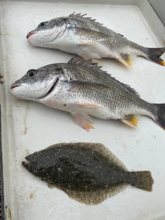 キビレの釣果