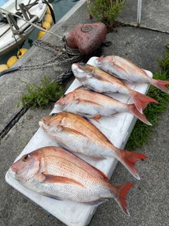 マダイの釣果