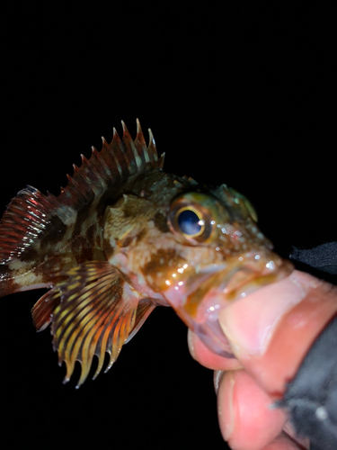 ガシラの釣果