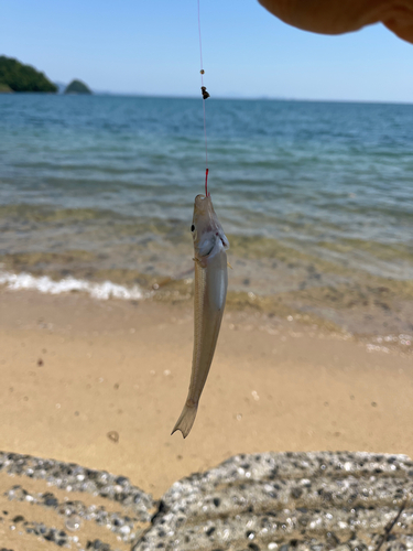 キスの釣果