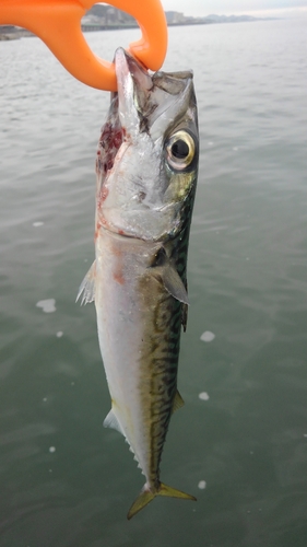 サバの釣果