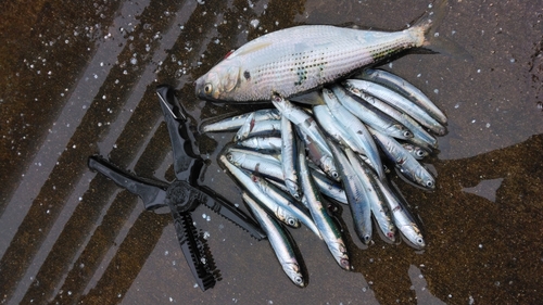 カタクチイワシの釣果