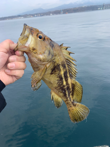 シマゾイの釣果