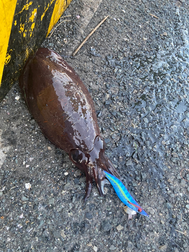 モンゴウイカの釣果