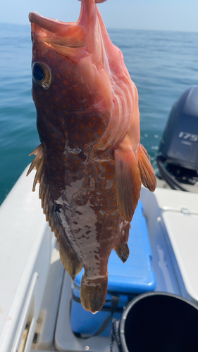 アコウの釣果