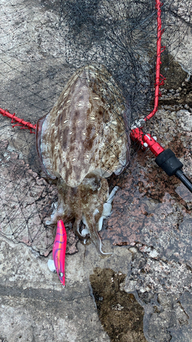 モンゴウイカの釣果