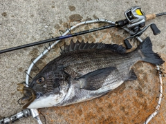 クロダイの釣果