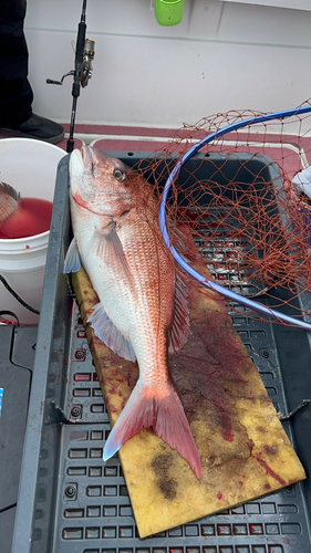 タイの釣果