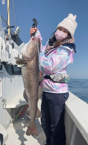 タラの釣果