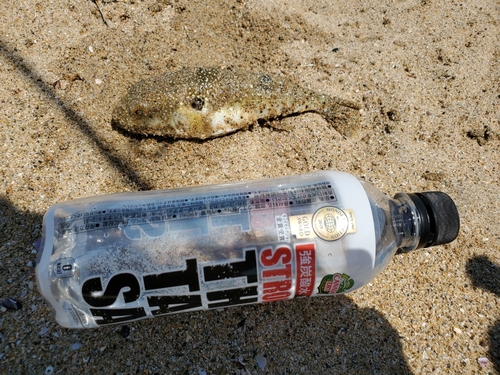 イワシの釣果