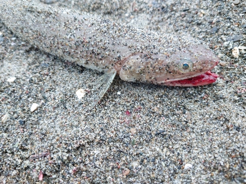 エソの釣果