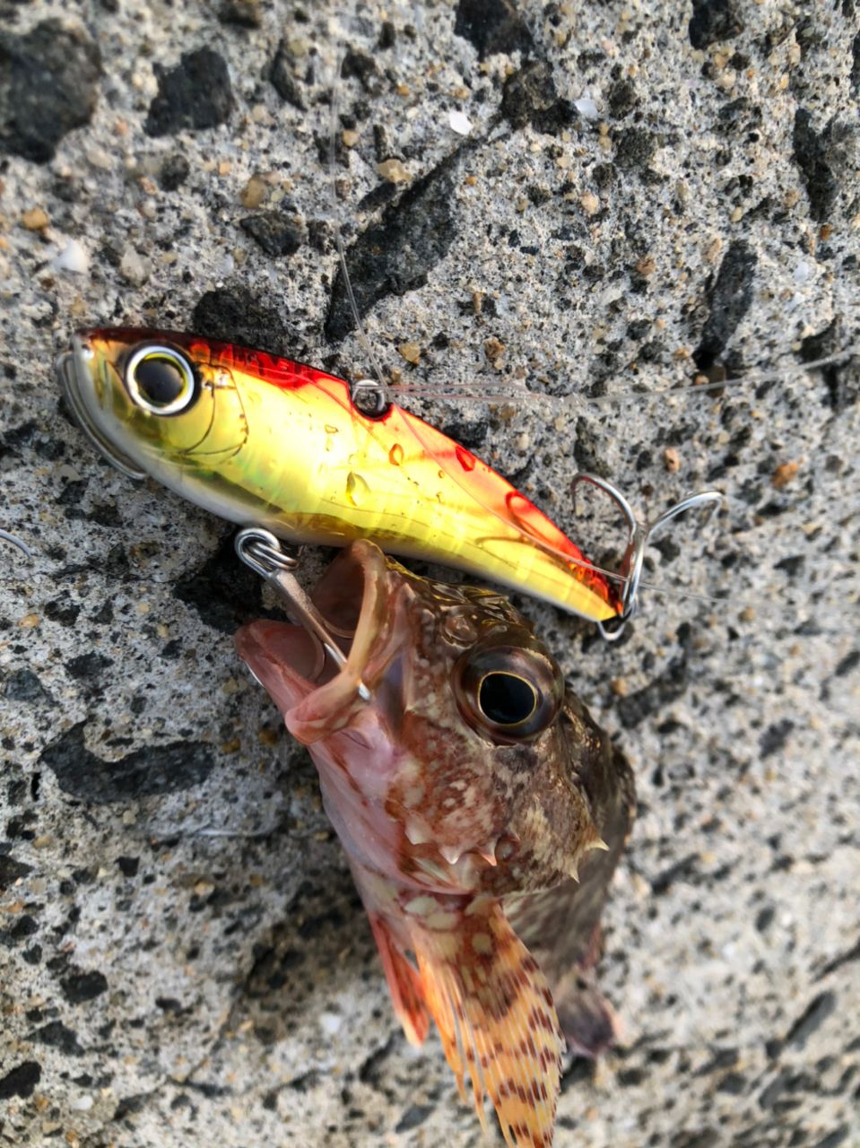 アラカブ